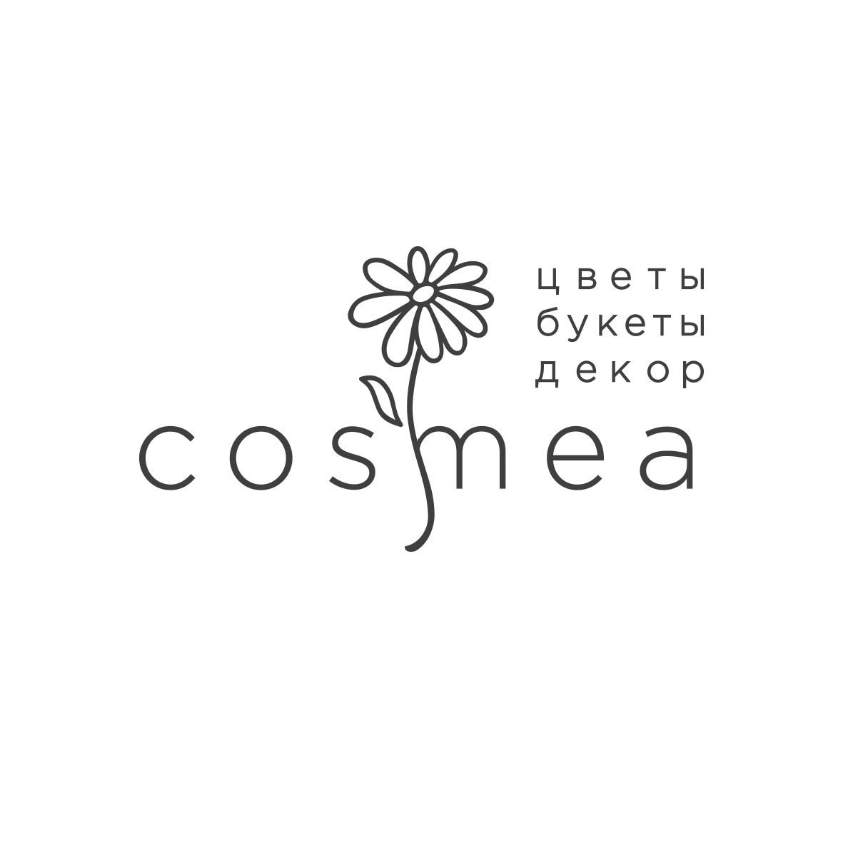 Cosmea