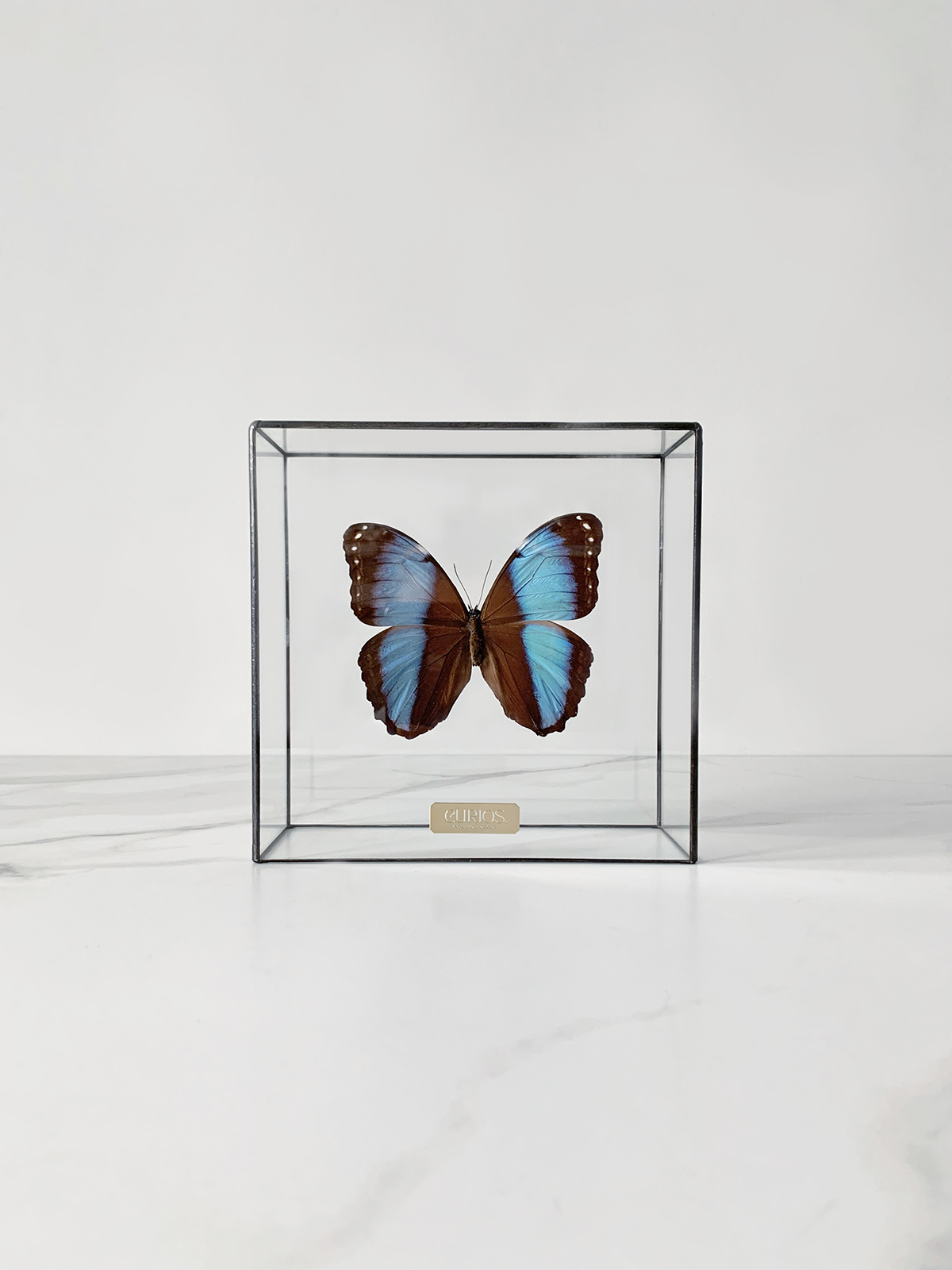 Декор Бабочка Morpho Patroclus в стеклянном боксе M