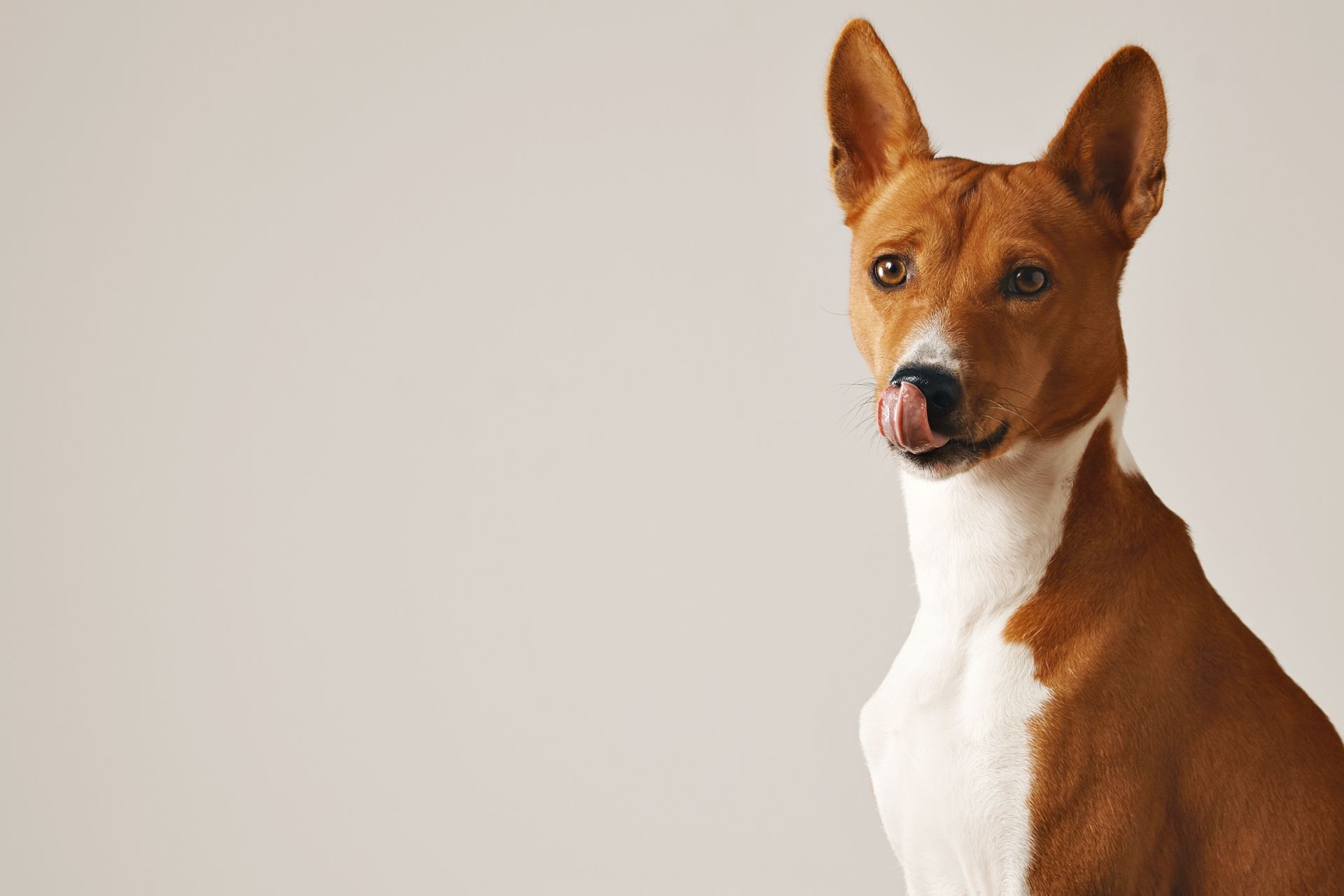 adorable-brown-white-dog-licking-his-nose-close-up-isolated-white (1).jpg