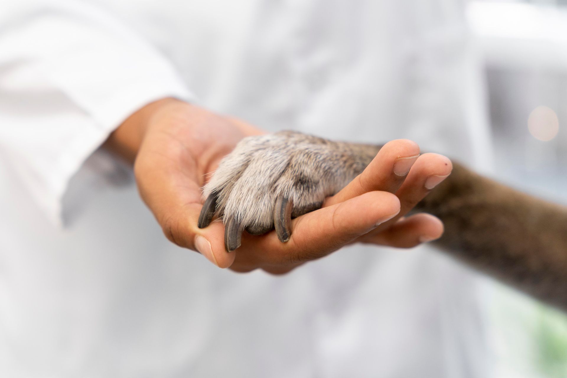 close-up-hand-holding-dog-paw (1).jpg