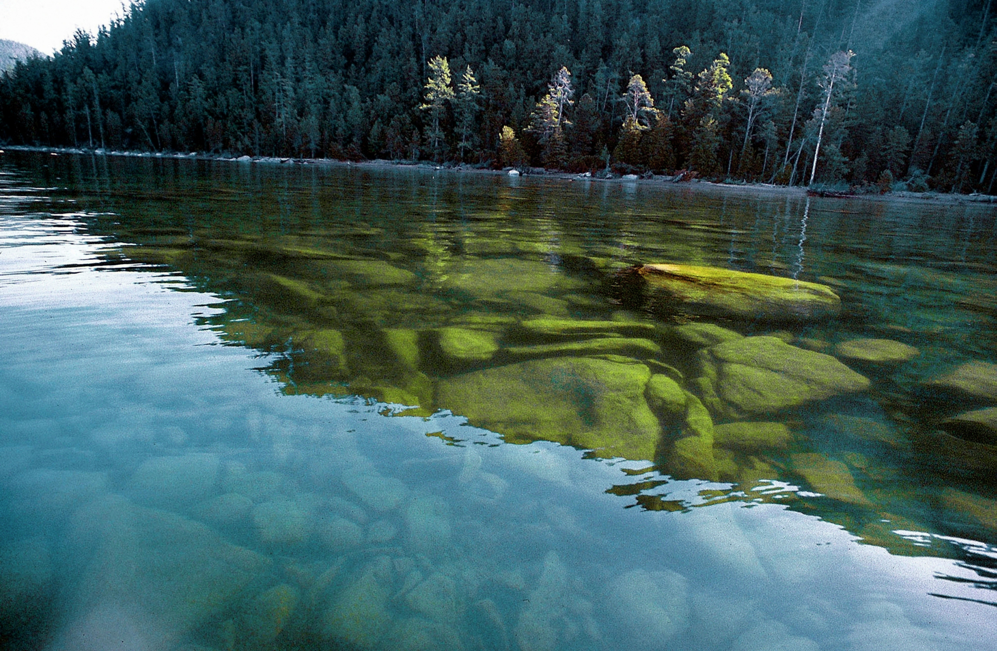 Природный водный орган. Байкал водоросли спирогиры. Спирогира на Байкале. Загрязнение озера Байкал спирогирой. Озеро Флатхед.