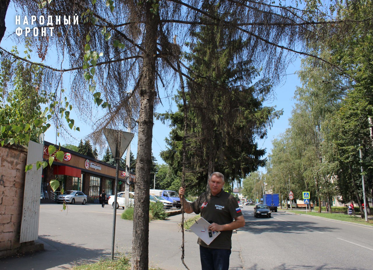 Народный фронт просит власти Нальчика провести комиссионное обследование  городских деревьев и ликвидировать опасный сухостой | 24.08.2023 | Москва -  БезФормата