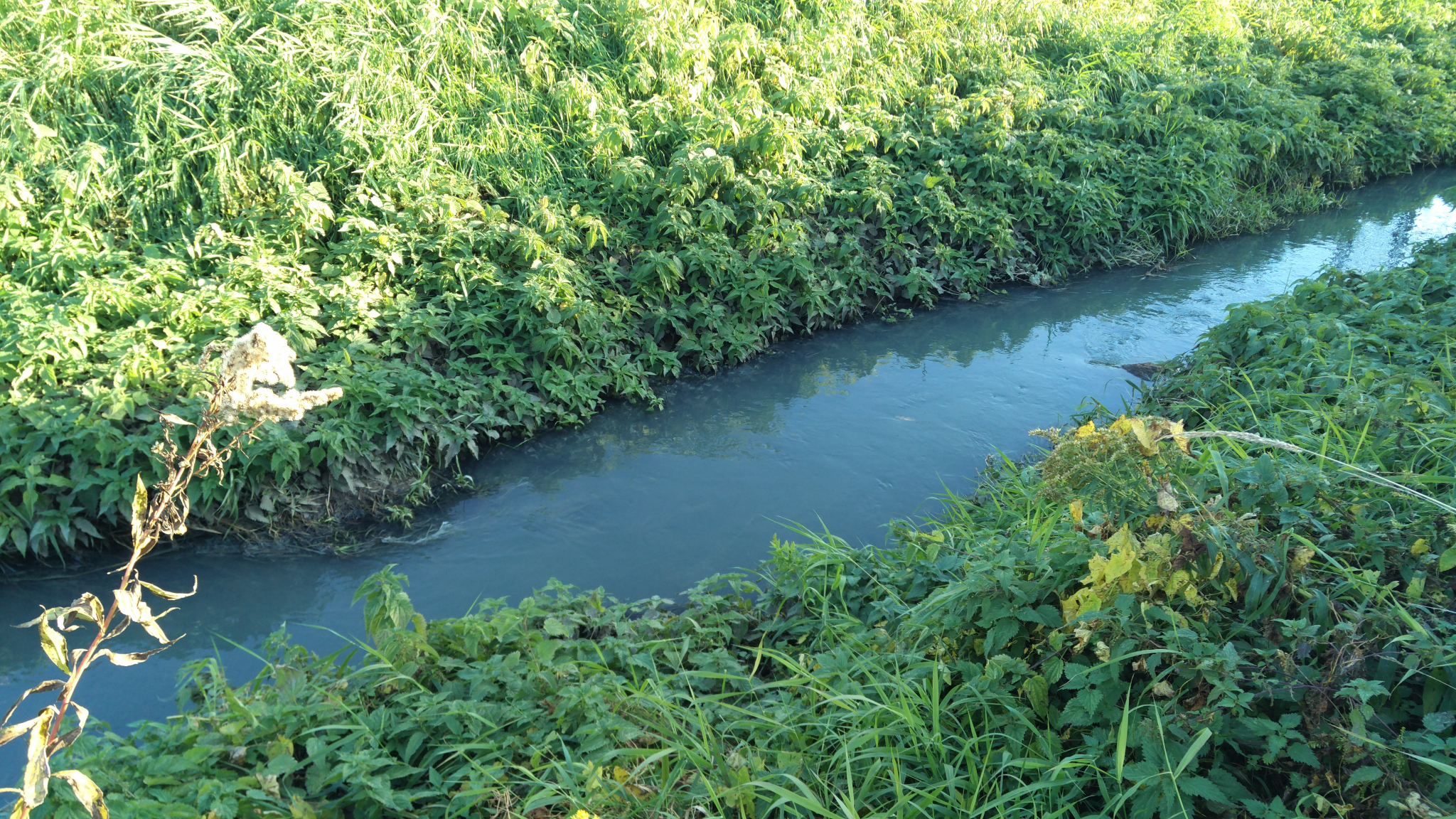 растения и животные реки преголя. растительный мир калининградской области. гагаринский ручей калининград. растения и животные реки преголя. исток реки преголя.