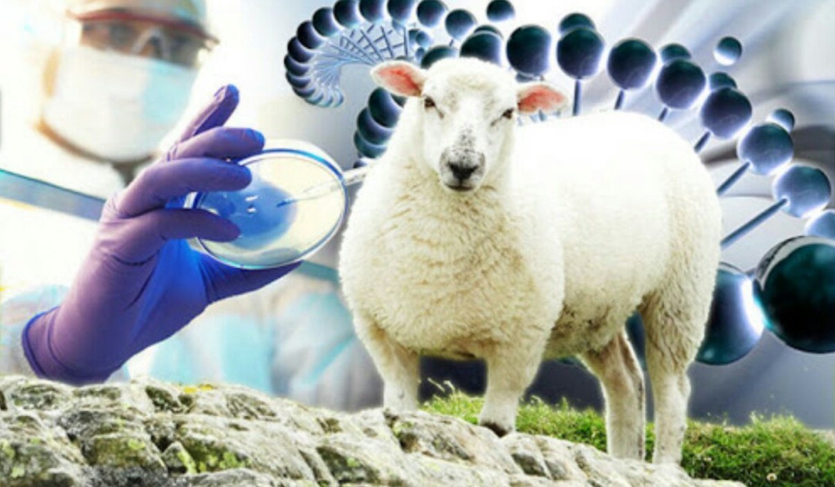 Искусственно созданные организмы. Овечка Долли ,BJNT[ybxtcrjtселекция. Биотехнология животных. Трансгенные овцы. Клеточная инженерия в животноводстве.